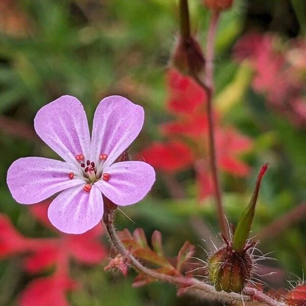 Geranium robertianum ফুল