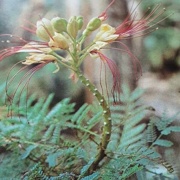 Caesalpinia pulcherrima Floro