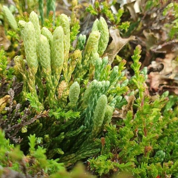 Lycopodium alpinum Цветок