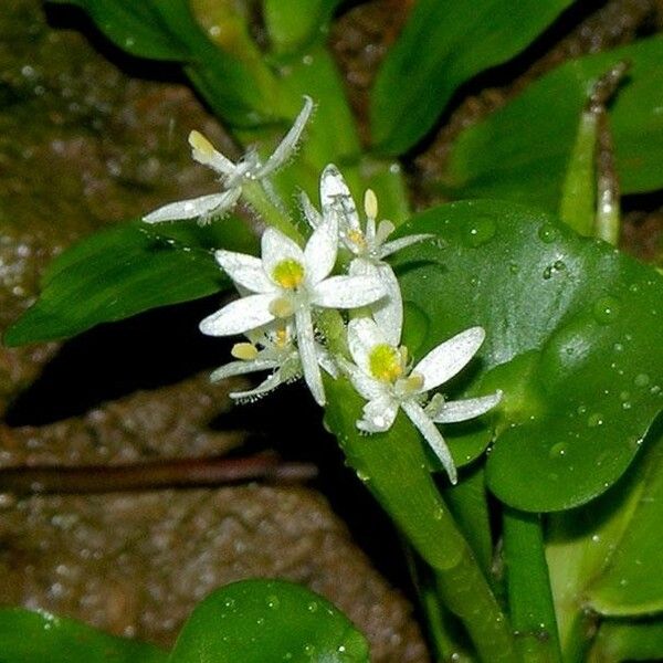 Heteranthera reniformis Çiçek