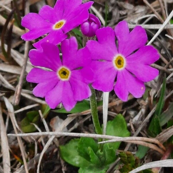 Primula farinosa Õis