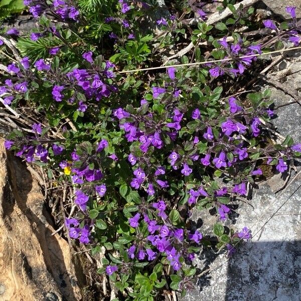 Clinopodium alpinum 花