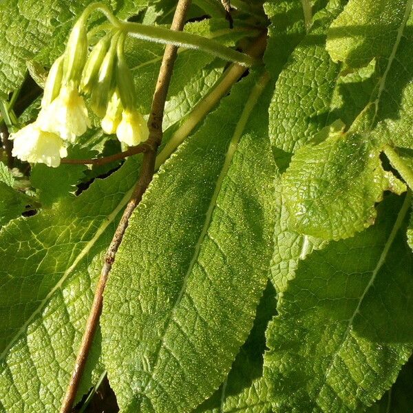 Primula elatior Hostoa