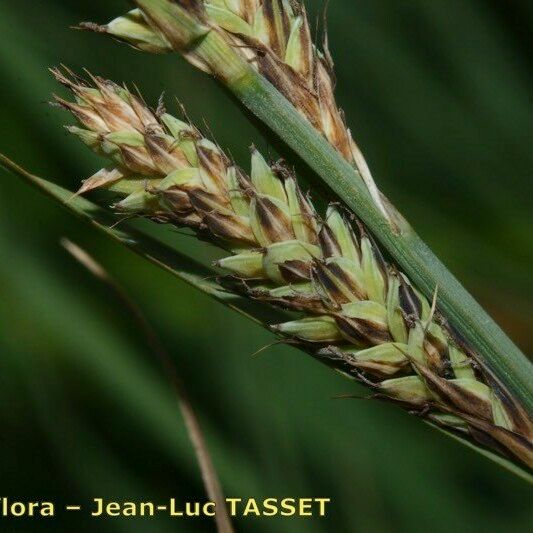 Carex buxbaumii Žiedas