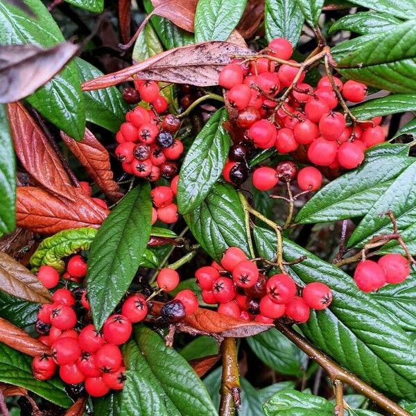 Cotoneaster salicifolius Leht