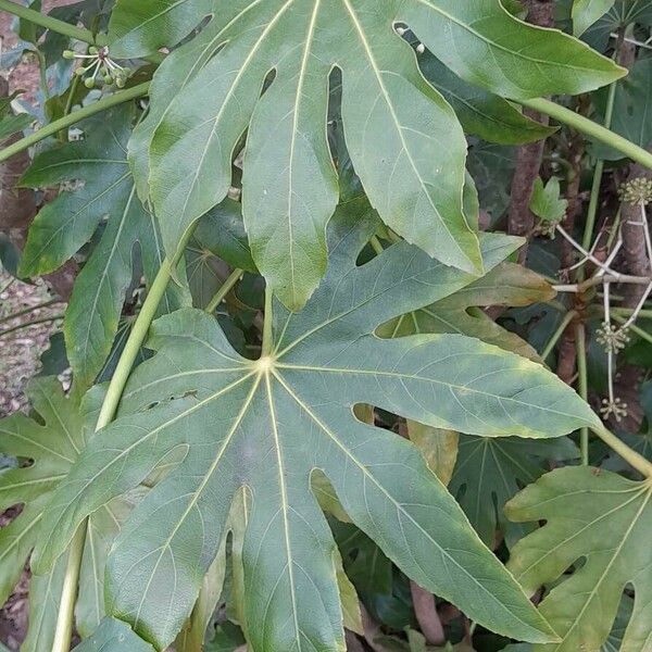 Fatsia japonica List