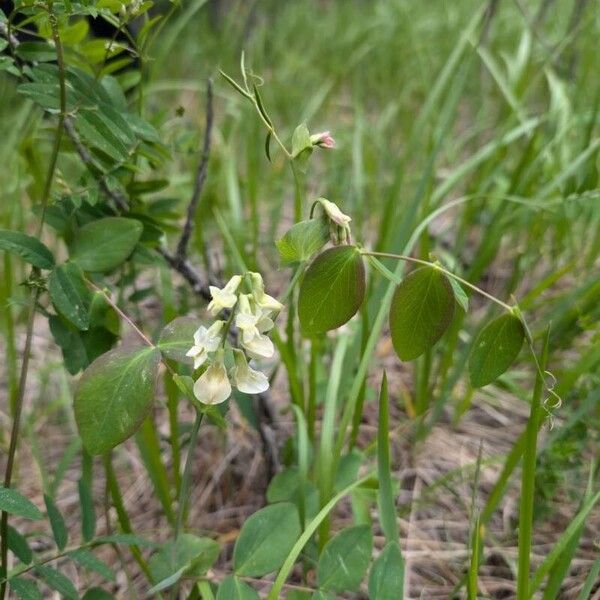 Lathyrus ochroleucus Žiedas