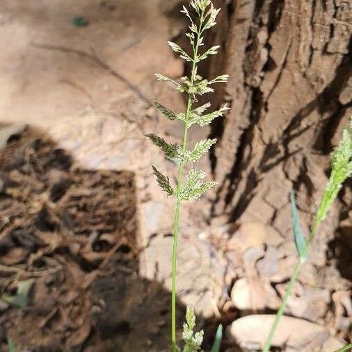 Polypogon viridis Bloem