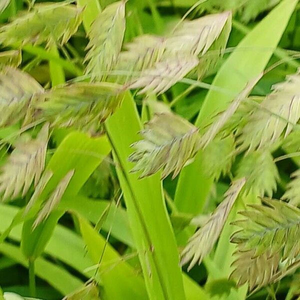 Chasmanthium latifolium Cvet