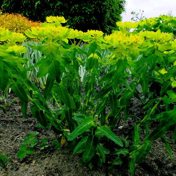 Euphorbia pilosa 形态