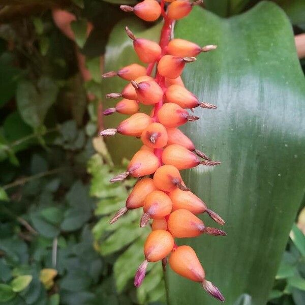 Aechmea warasii Плод