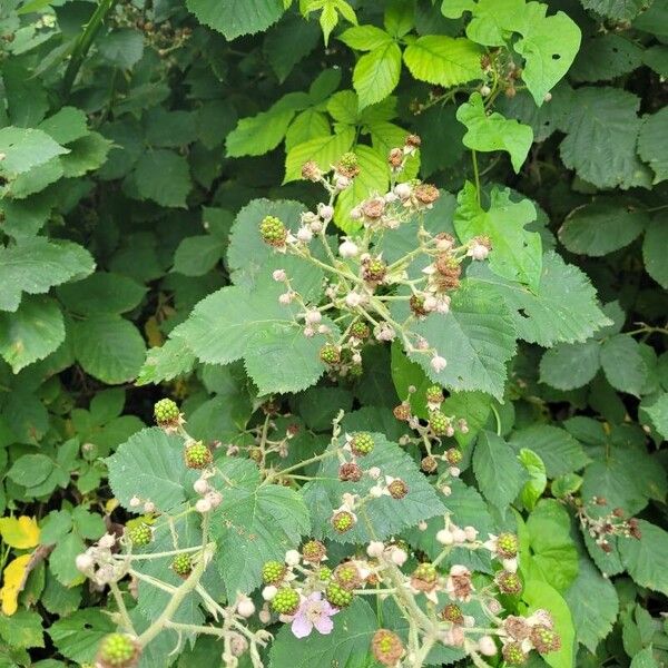 Rubus armeniacus Folla