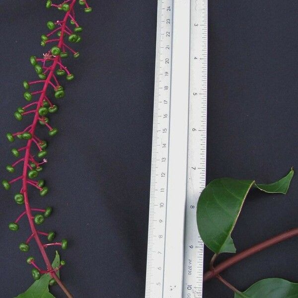 Phytolacca rivinoides Anders