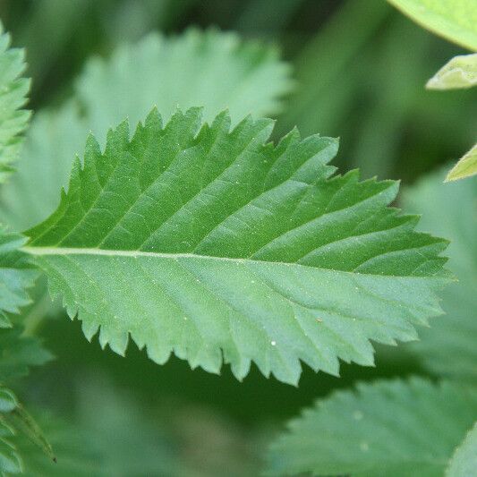Centratherum punctatum Leaf