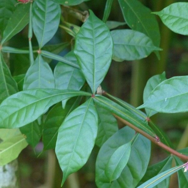 Quassia amara Leaf