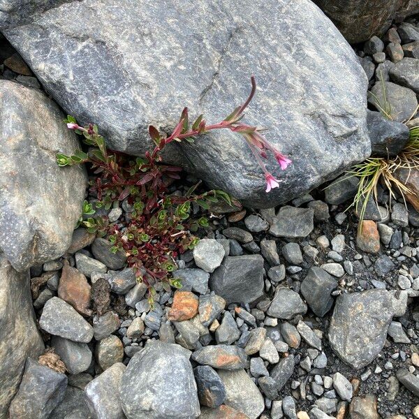 Epilobium denticulatum Habit