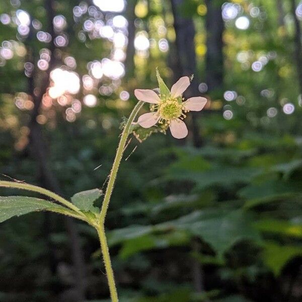 Moehringia lateriflora Flower