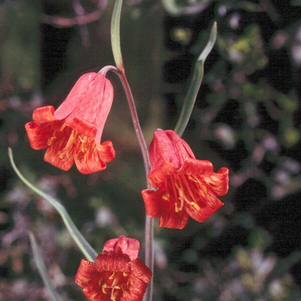 Fritillaria recurva Flower