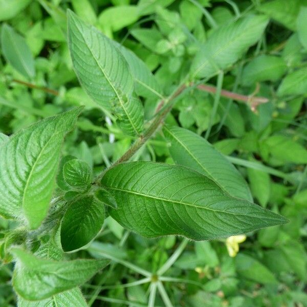 Ludwigia jussiaeoides Leaf