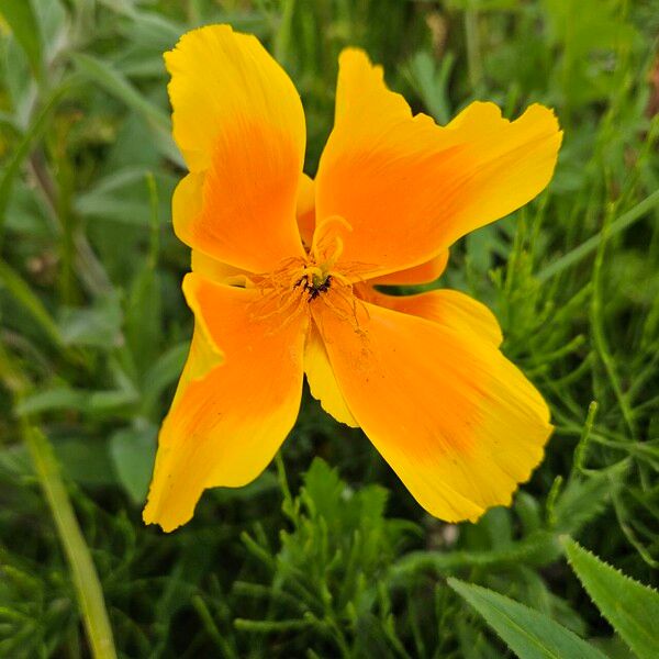 Eschscholzia californica Flower