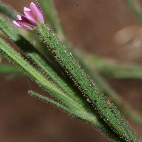 Dianthus nudiflorus ᱵᱟᱦᱟ