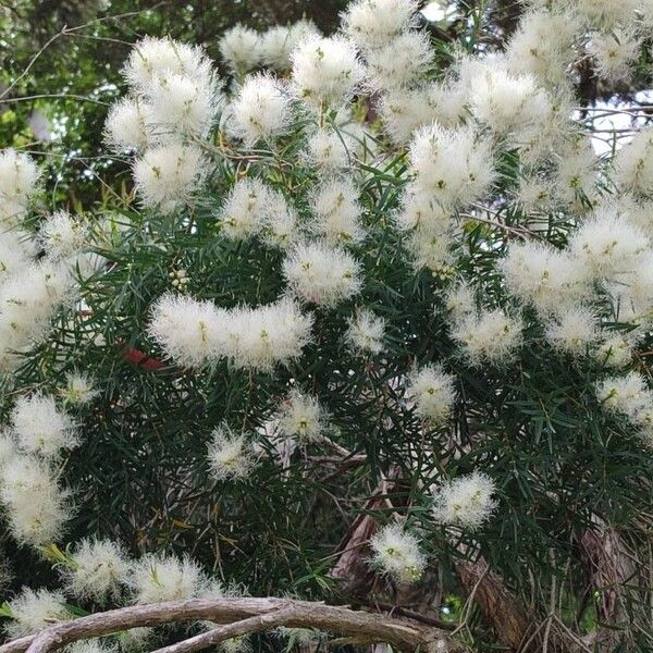 Melaleuca linariifolia Flor