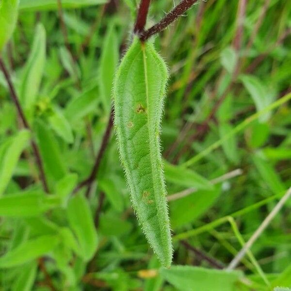 Aspilia mossambicensis 葉