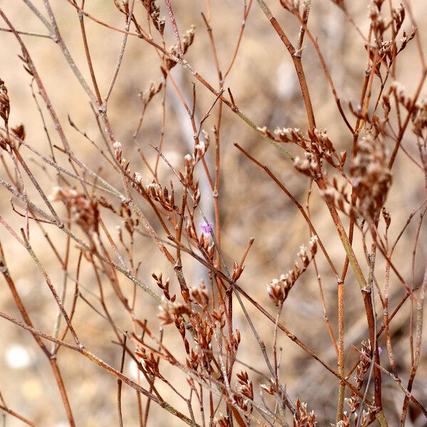 Limonium legrandii Drugo