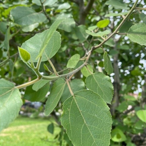 Ficus palmata Folio