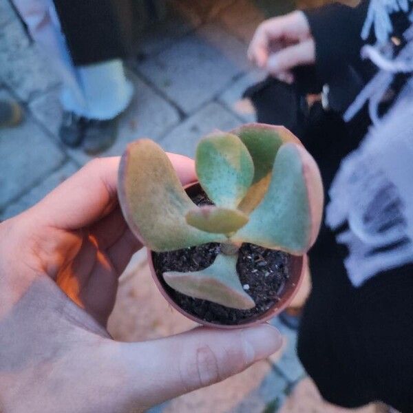 Crassula arborescens Fuelha