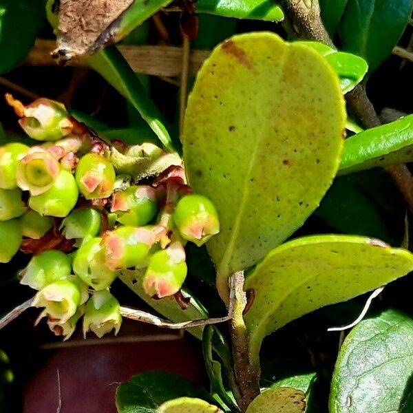 Vaccinium vitis-idaea Fruit