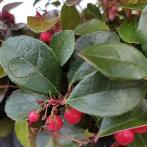 Gaultheria procumbens List