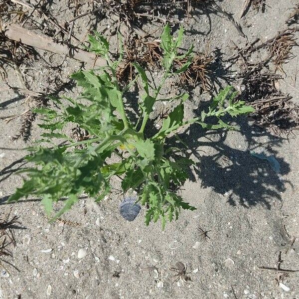 Dysphania atriplicifolia Lehti