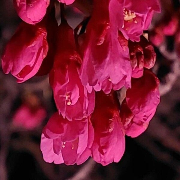 Prunus campanulata Flors