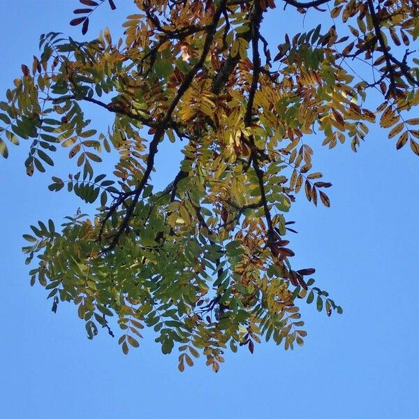 Sorbus domestica Habitat