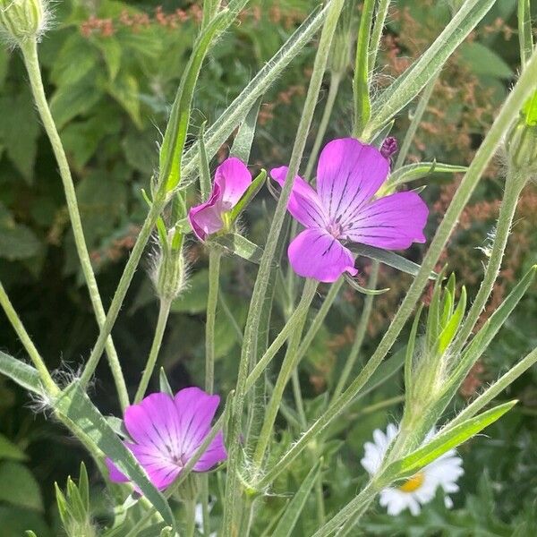 Agrostemma githago Flower