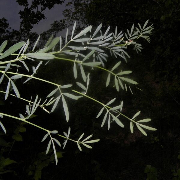 Indigofera lespedezioides Fulla