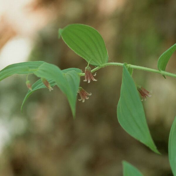 Streptopus lanceolatus Flower