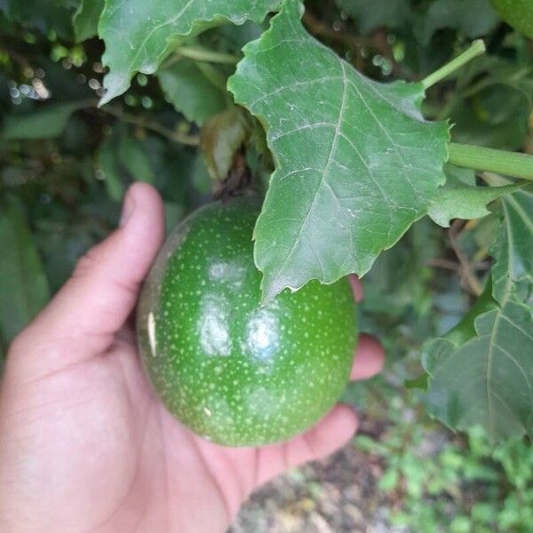 Passiflora edulis Froito