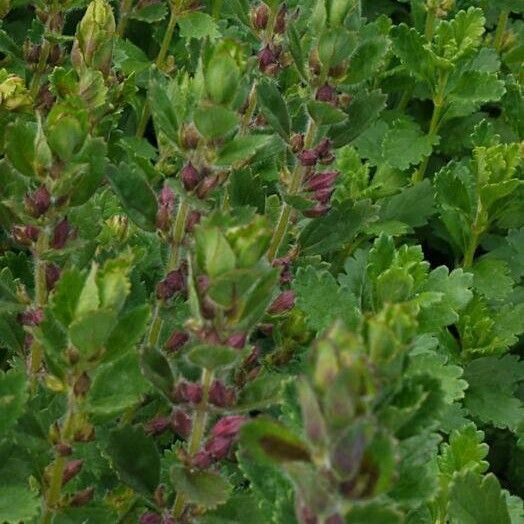 Teucrium chamaedrys Kvet