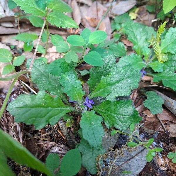 Ajuga genevensis Blad