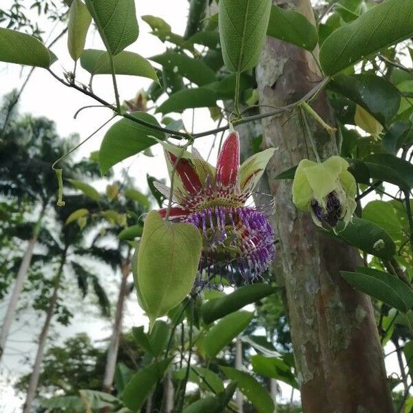 Passiflora maliformis 花