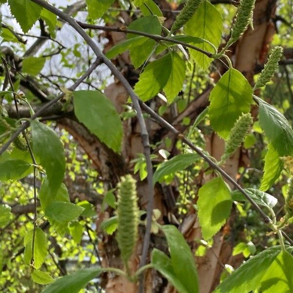 Betula nigra Λουλούδι