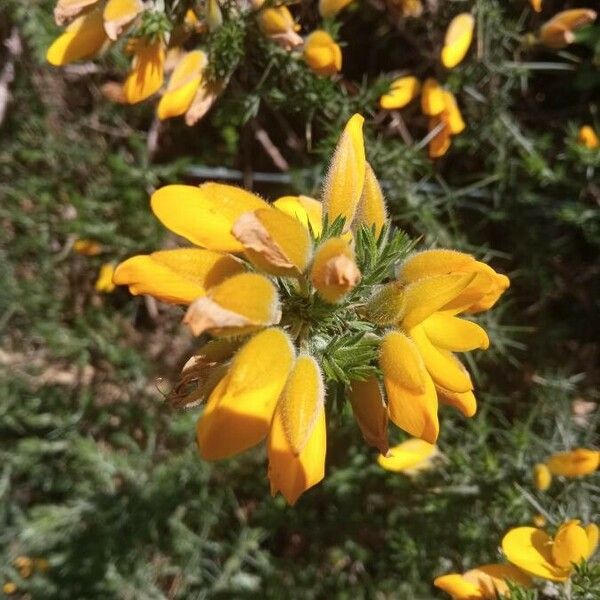 Ulex europaeus Çiçek