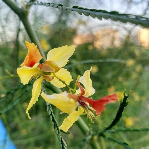 Parkinsonia aculeata Blodyn