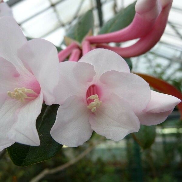 Rhododendron armitii Flor