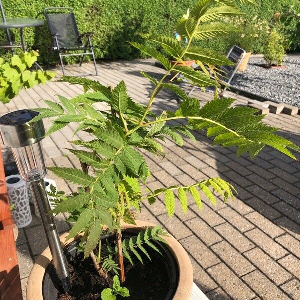 Sorbaria sorbifolia Leaf