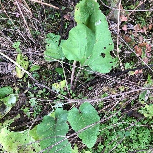 Arctium minus Lehti