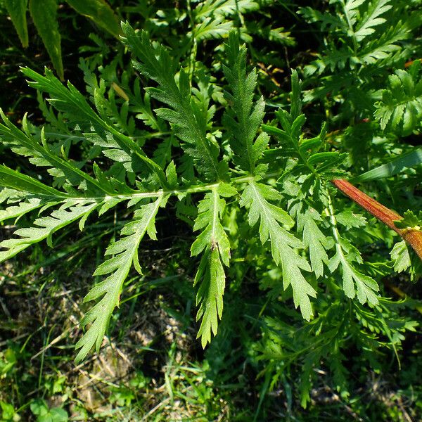 Tanacetum vulgare ഇല