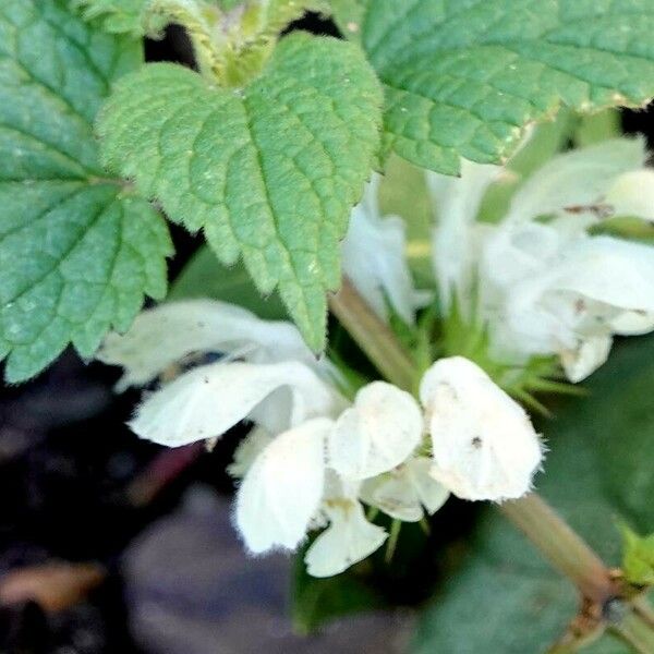 Lamium album Floro